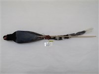 藏品(臺灣藍鵲)的圖片